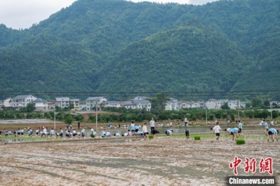 圖為5月21日，綏陽縣旺草中學(xué)學(xué)生在旺草萬畝大壩體驗(yàn)插秧。唐哲 攝