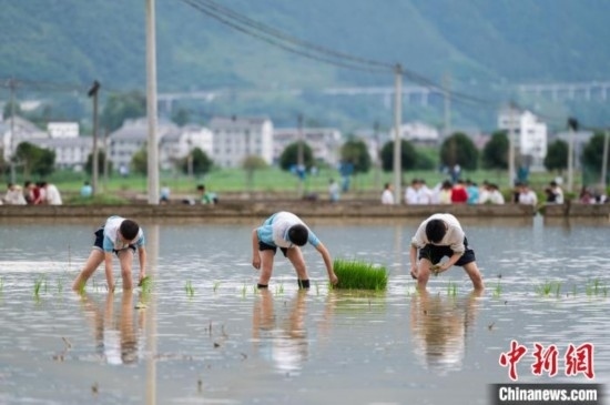 圖為5月21日，綏陽縣旺草中學(xué)學(xué)生在旺草萬畝大壩體驗(yàn)插秧。唐哲 攝