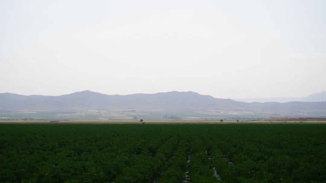 擴(kuò)列孜鎮(zhèn)采用先進(jìn)滴灌技術(shù)的棉田。曲頌攝