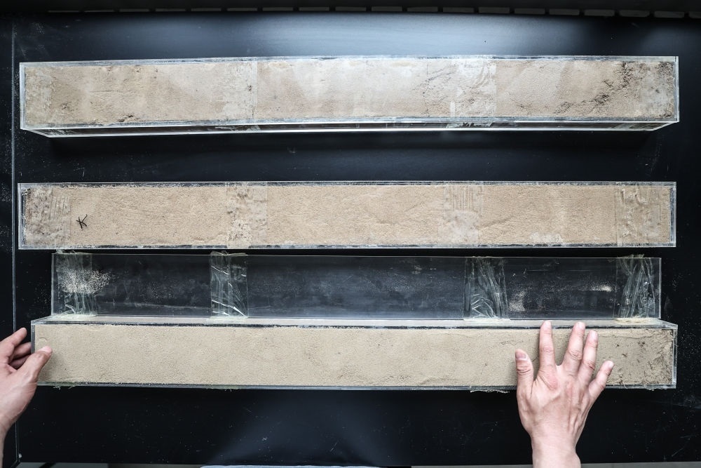 “草根博士”呂林有在遼寧省農(nóng)業(yè)科學院沙地治理與利用研究所章古臺基地實驗室整理提取的沙地土壤剖面樣本（2024年5月30日攝）。新華社記者 潘昱龍 攝