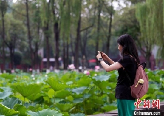 6月19日，時值一年畢業(yè)季，四川大學(xué)望江校區(qū)荷花池里的荷花盛開，成為了畢業(yè)生們的打卡圣地，吸引了眾多畢業(yè)生拍照留念。圖為畢業(yè)生在荷花池邊拍照留念。中新社記者 安源 攝