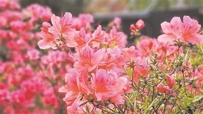 井岡山大學(xué)北區(qū)的生物園內(nèi)，一叢叢映山紅競(jìng)相怒放。井岡山大學(xué)供圖