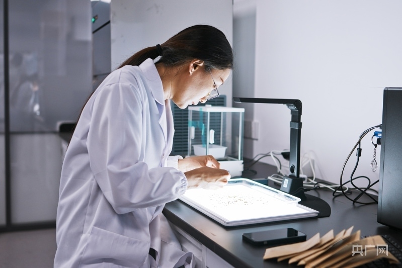 科研人員在實(shí)驗(yàn)室進(jìn)行考種工作(央廣網(wǎng)記者 張羲輪 攝)