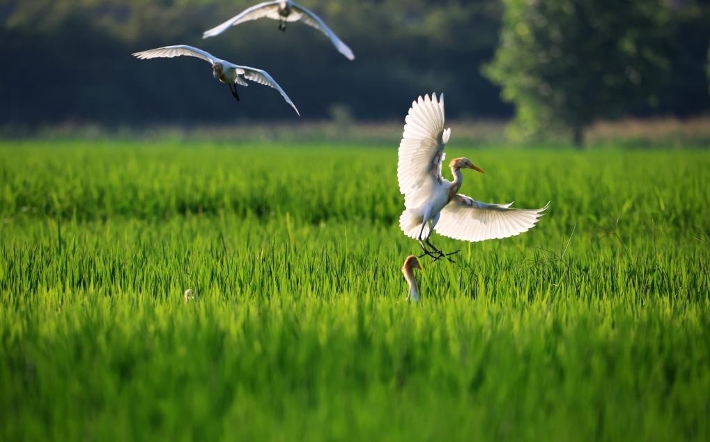 2023年8月7日，鷺鳥在山東省臨沂市郯城縣郯城街道水稻田間飛舞。新華社發(fā)（張春雷 攝）