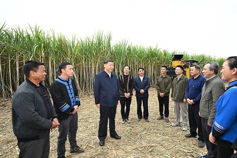 2023年12月14日，習(xí)近平總書(shū)記在廣西來(lái)賓市國(guó)家現(xiàn)代農(nóng)業(yè)產(chǎn)業(yè)園黃安優(yōu)質(zhì)“雙高”糖料蔗基地考察時(shí)，同蔗農(nóng)、農(nóng)機(jī)手和農(nóng)技人員親切交流。