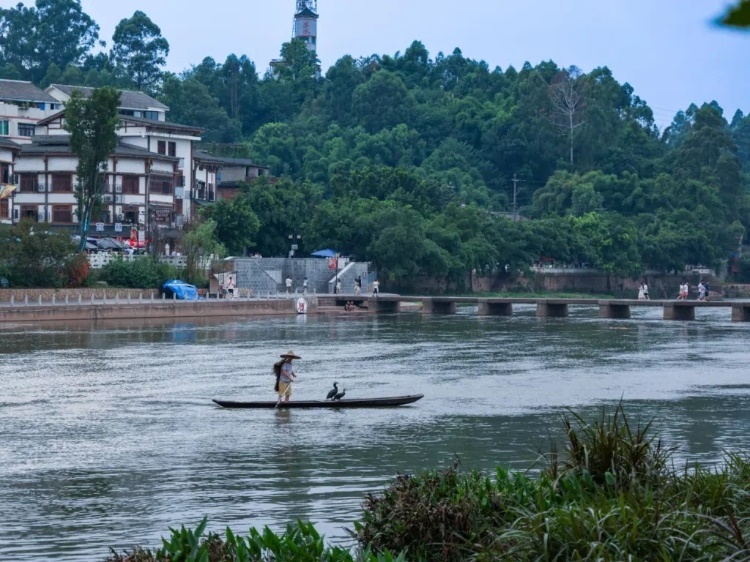 蘇稽古鎮(zhèn)的漁民在進行魚鷹捕魚表演。本報記者 伊霄攝
