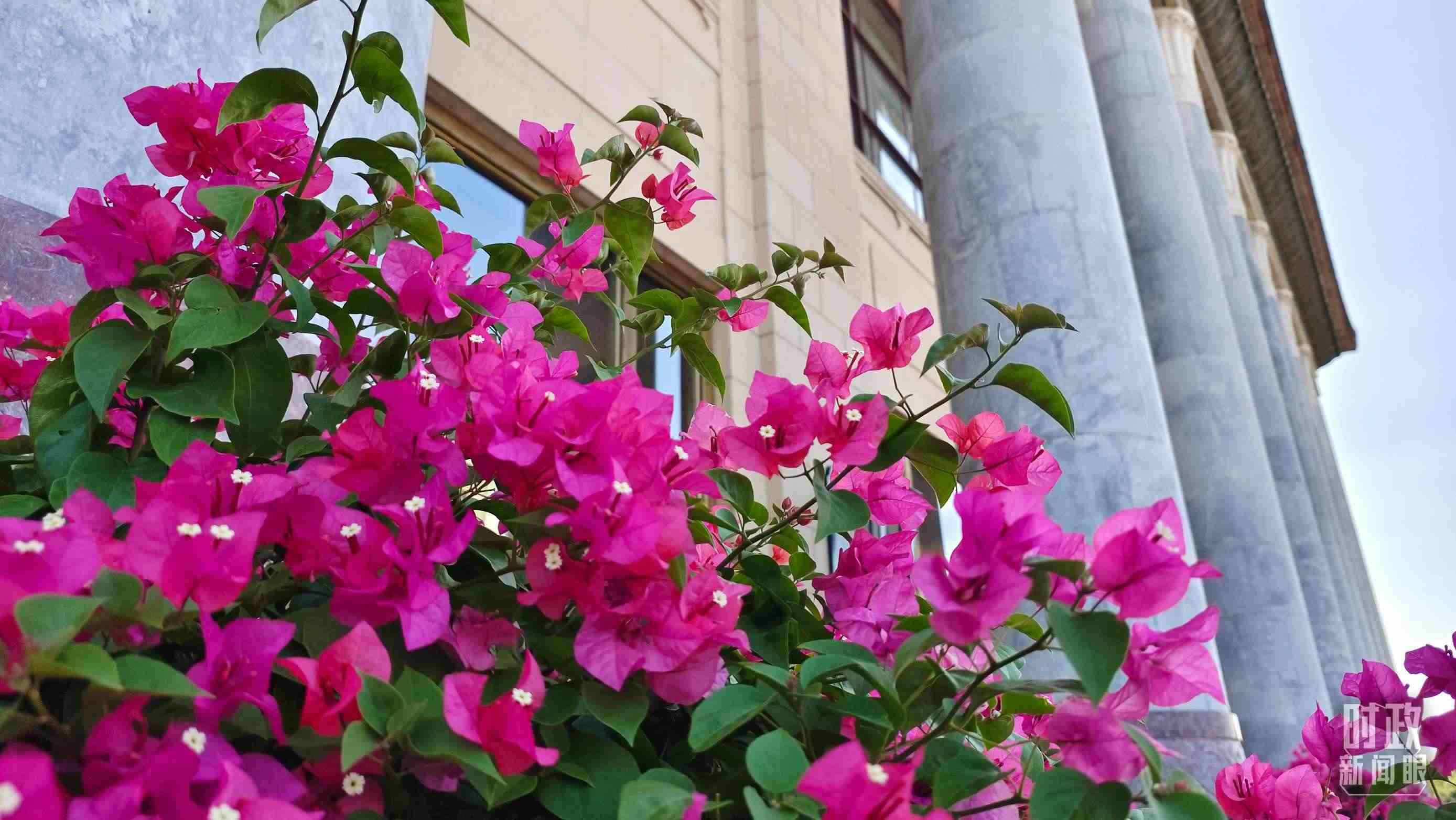 △人民大會堂外花團(tuán)錦簇。（總臺央視記者韓銳拍攝）