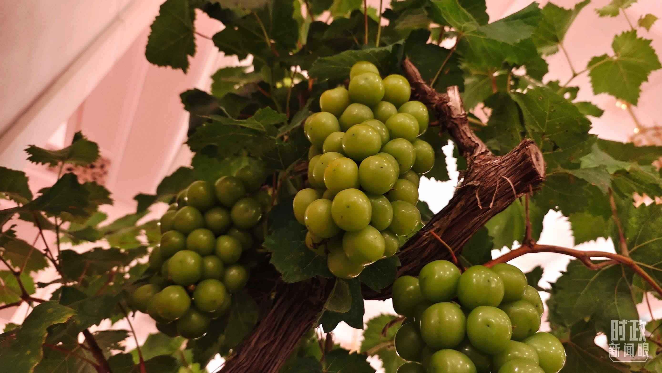  △人民大會(huì)堂的盆景，碩果累累。（總臺(tái)央視記者韓銳拍攝）