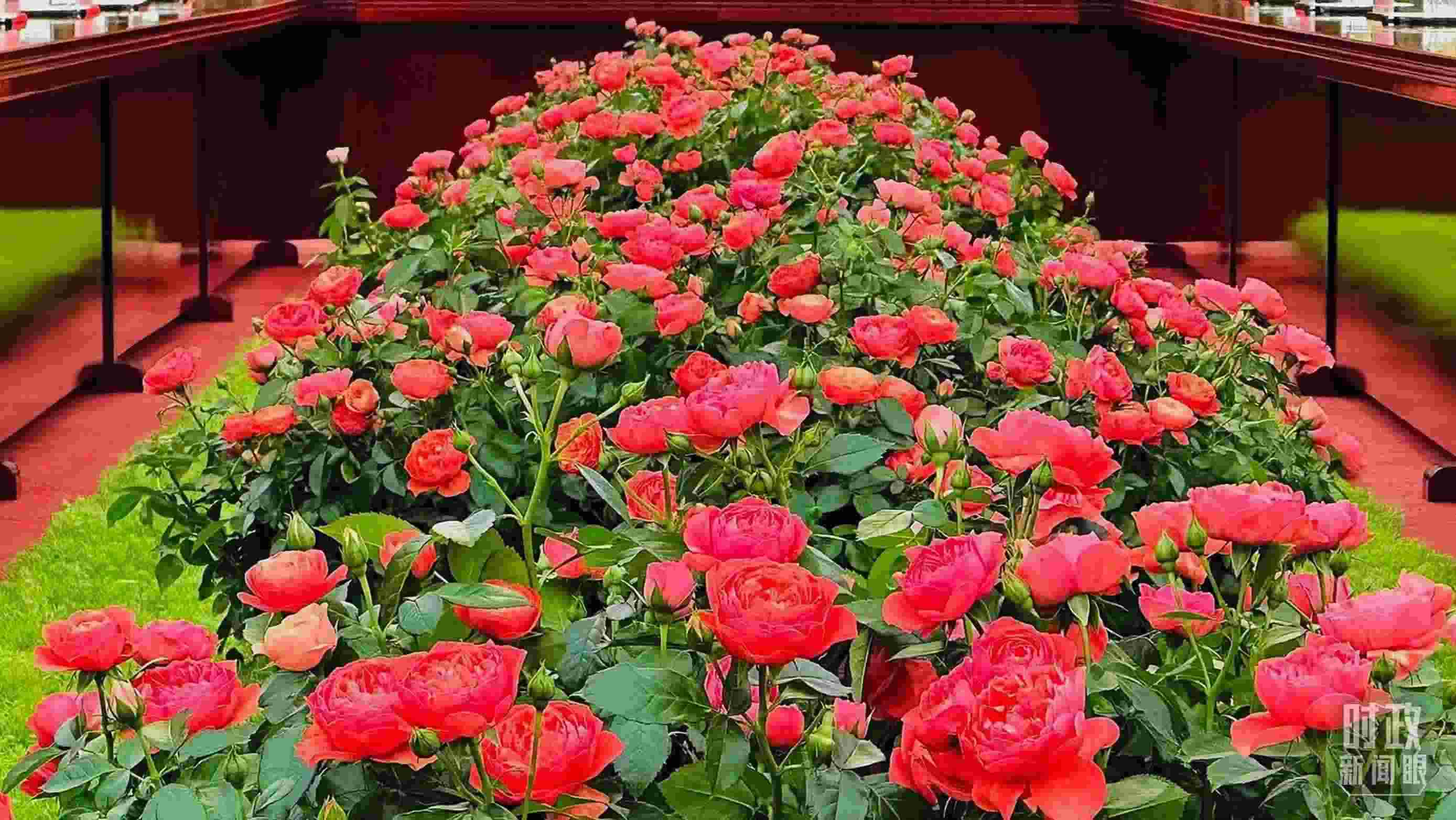 東大廳會談桌中間擺放的紅果汁月季，象征著蓬勃與堅韌。（總臺央視記者范一鳴拍攝）