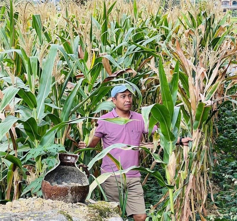 不是攀登石林高臺，就是鉆入玉米莊稼地，吉爾吉斯斯坦《自由之山報》總編輯納拉雷·阿桑巴耶夫“身手不凡”，與生長旺盛的玉米構(gòu)成了花茂村的鄉(xiāng)間野趣。（張亞欣攝）