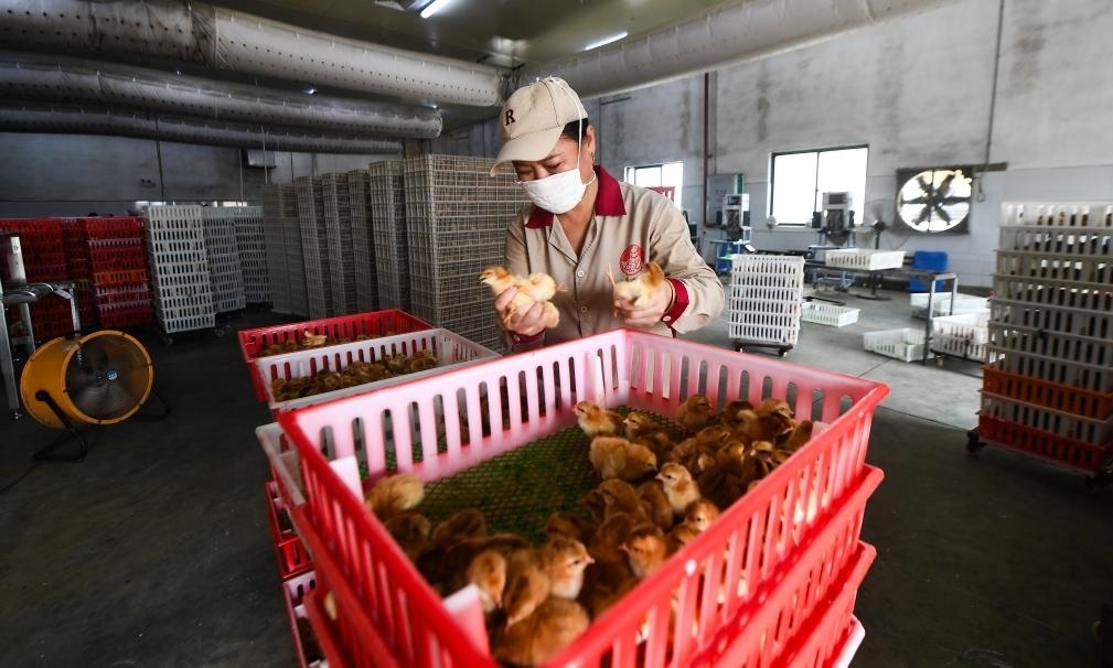 在文昌市的海南（潭牛）文昌雞股份有限公司孵化廠，工人在挑選文昌雞苗。新華社記者楊冠宇 攝