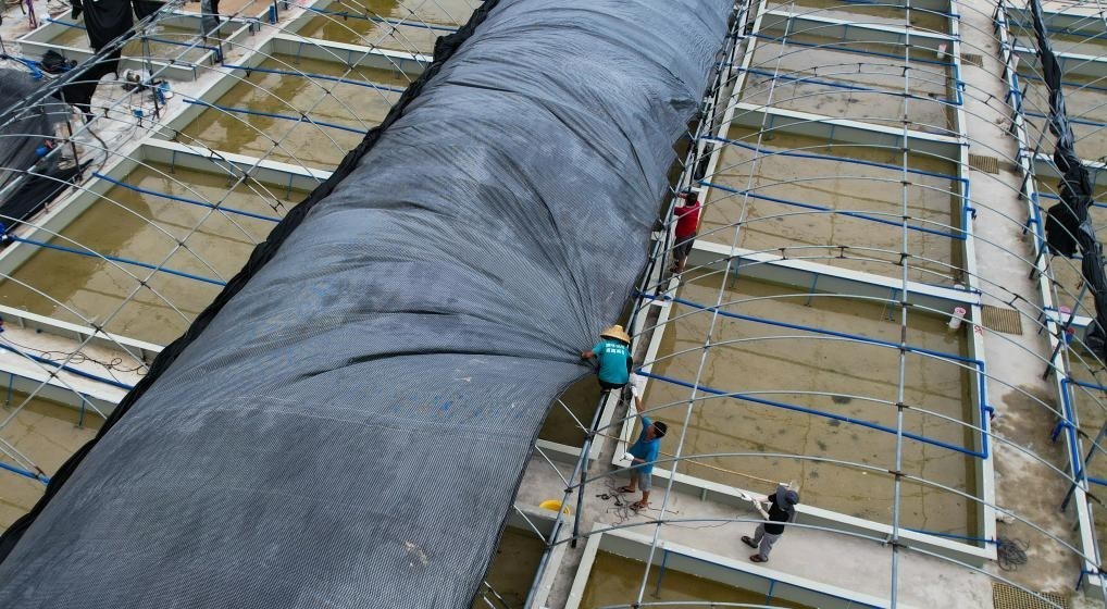 在文昌市翁田鎮(zhèn)的海興農(nóng)翁田蝦苗場，工人重新鋪設(shè)頂棚。無人機照片，新華社記者楊冠宇 攝