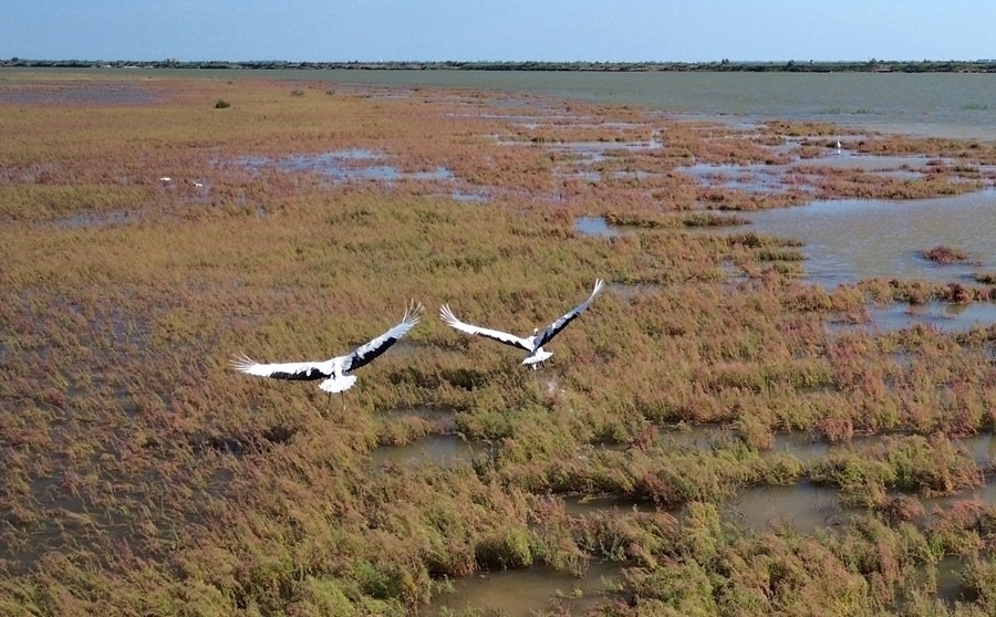 2024年8月28日，丹頂鶴在黃河三角洲國家級自然保護區(qū)展翅翱翔（無人機照片）。新華社記者 徐速繪 攝