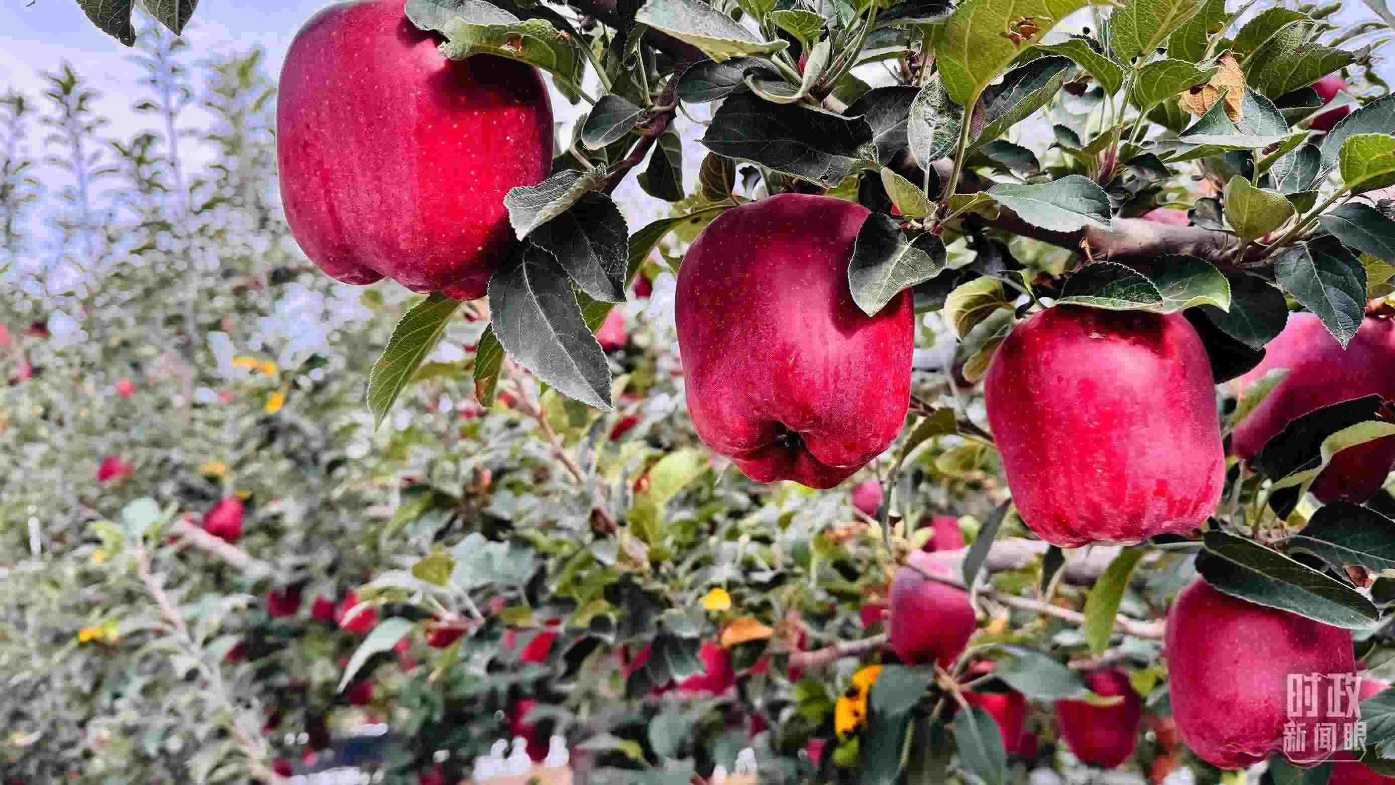 △ 麥積區(qū)南山花牛蘋果基地。（總臺央視記者黎兵拍攝）
