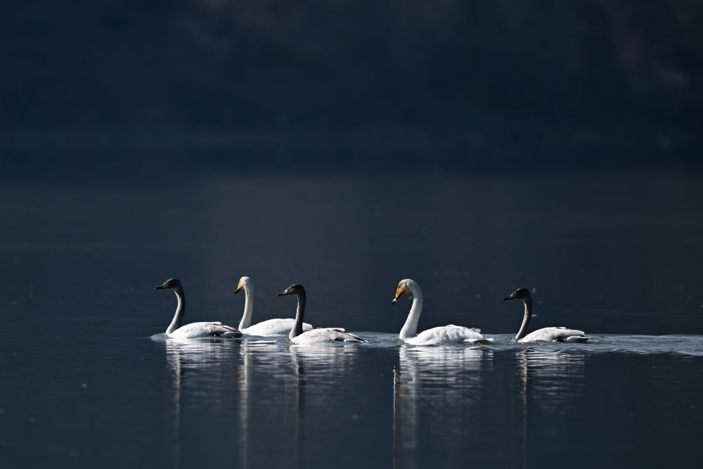 2023年11月30日，天鵝在青海省海東市化隆回族自治縣群科鎮(zhèn)境內(nèi)的黃河上游弋。近年來，青海省加大力度保護(hù)治理境內(nèi)黃河流域，改善當(dāng)?shù)厣鷳B(tài)環(huán)境，為越冬候鳥提供良好棲息地。