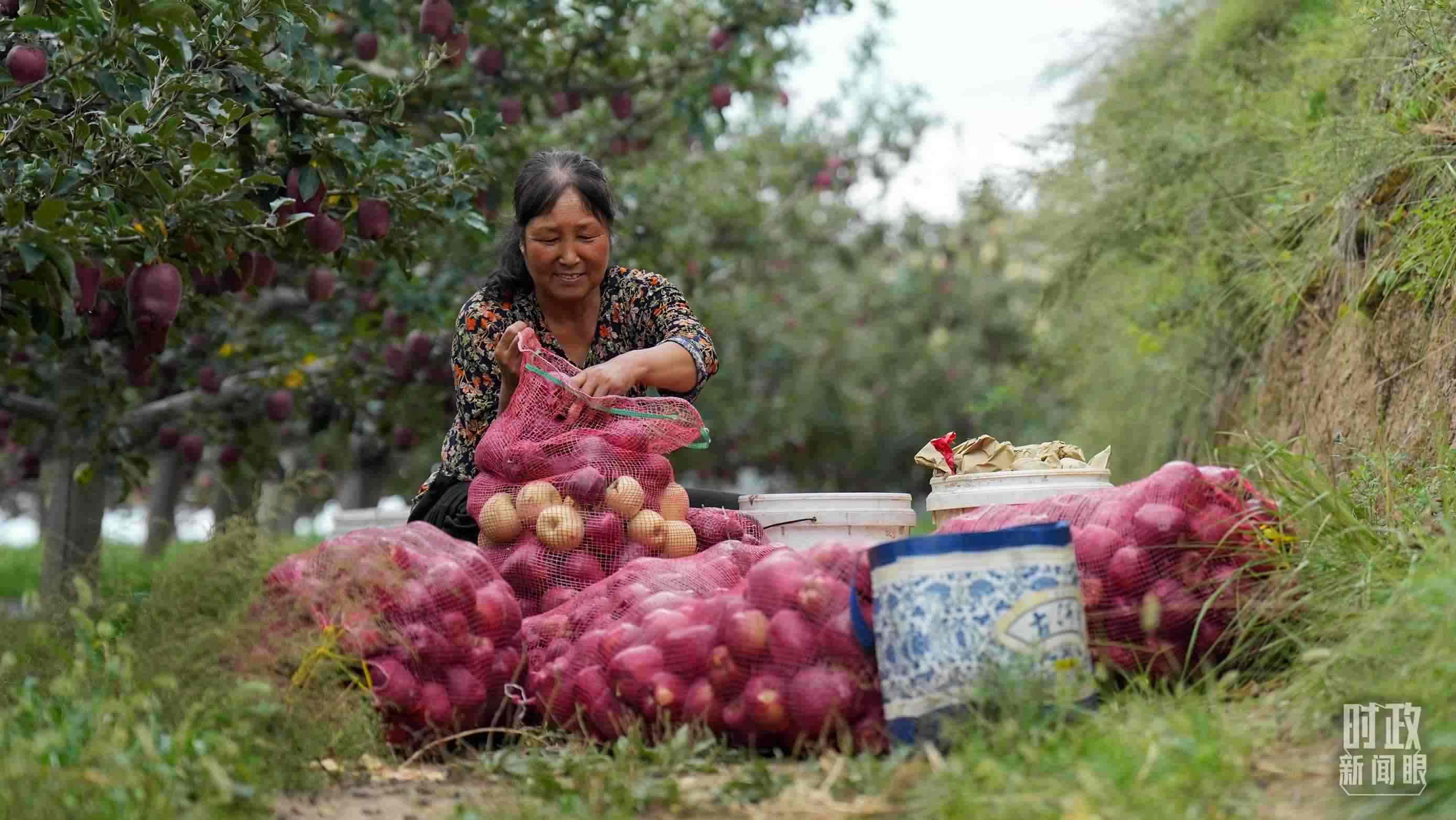 △南山花牛蘋(píng)果基地在2023年帶動(dòng)9000多戶村民實(shí)現(xiàn)增收。（總臺(tái)國(guó)廣記者李晉拍攝）