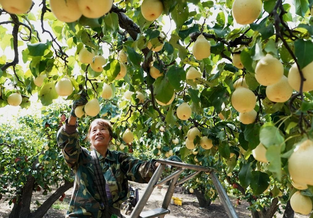 9月13日，河北省晉州市的農(nóng)民在果園采摘鴨梨。新華社記者楊世堯 攝