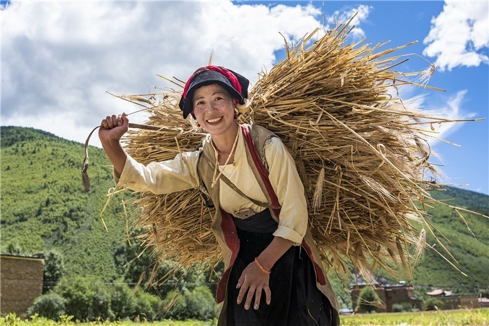 康定市甲根壩鎮(zhèn)青稞豐收，農(nóng)牧民臉上洋溢著豐收的喜悅。林革文攝