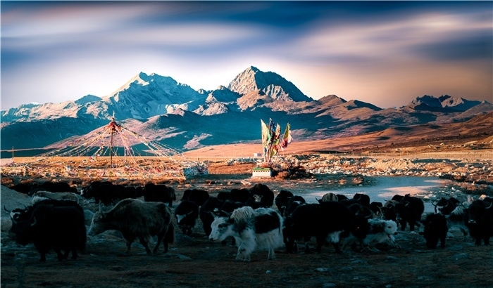 雅拉雪山上的牦牛群。蕭旺擺攝