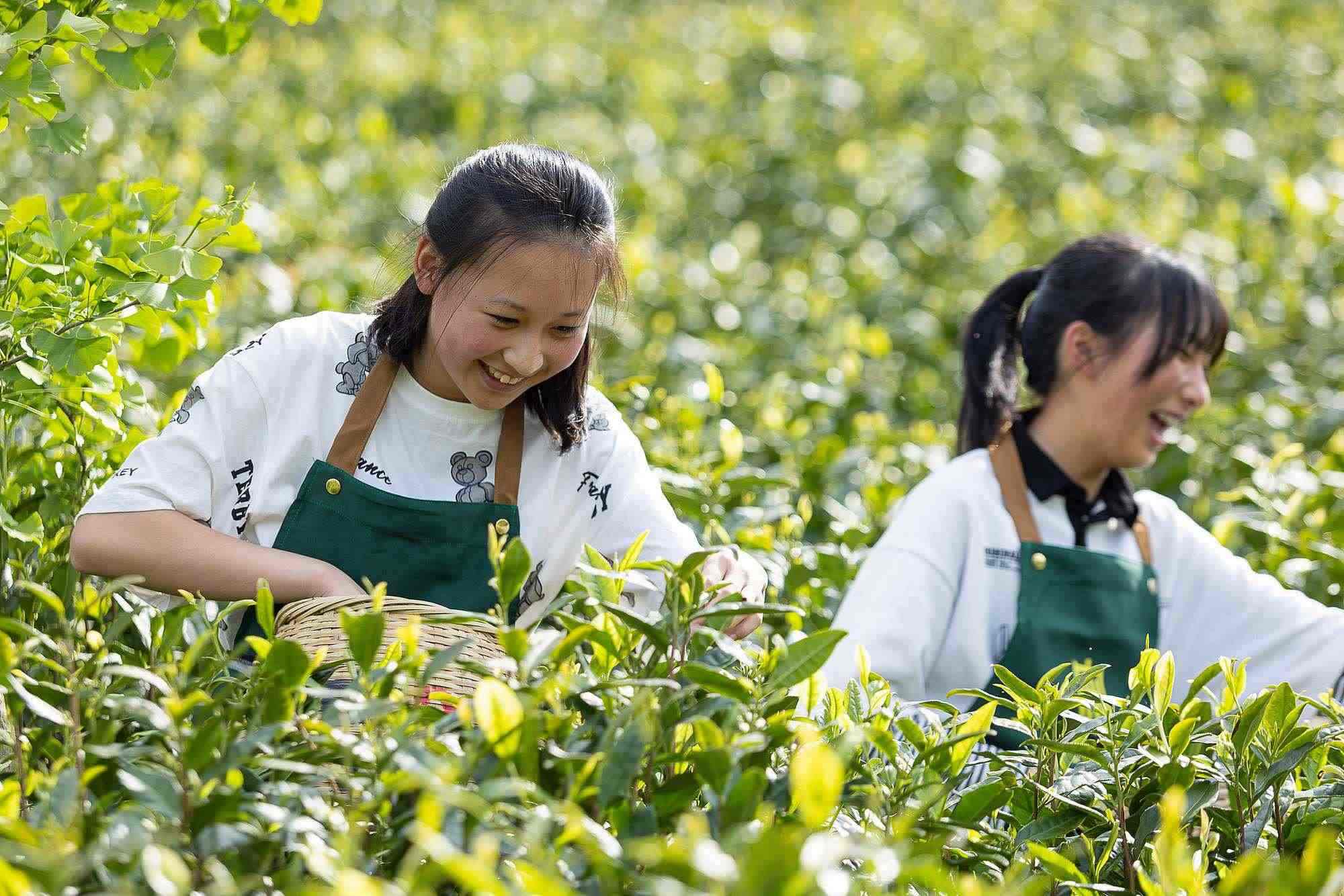 浙江安吉，游客在茶園里體驗采茶