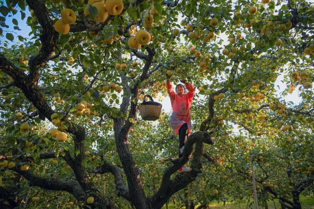 2024年10月4日，安徽省宿州市碭山縣程莊鎮(zhèn)衡樓村百年老梨園里，梨農(nóng)在忙著采摘酥梨。來源:人民圖片