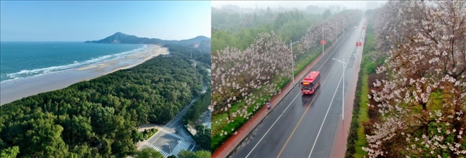 拼版照片：左圖為位于東山縣金鑾灣沿岸的木麻黃防護(hù)林帶（無人機(jī)照片，新華社記者 姜克紅 攝）；右圖為2021年4月20日在蘭考縣焦裕祿干部學(xué)院附近拍攝的泡桐花（無人機(jī)照片，新華社記者 郝源 攝）。