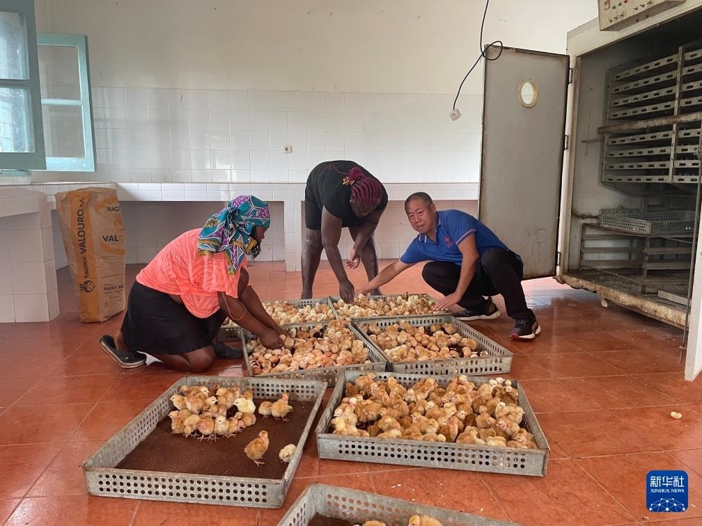 中國援圣普農(nóng)牧業(yè)技術(shù)項目組專家在圣多美和普林西比家禽繁育中心指導雛雞人工孵化技術(shù)（2024年10月8日攝）。新華社發(fā)（中國援圣普農(nóng)技組供圖）