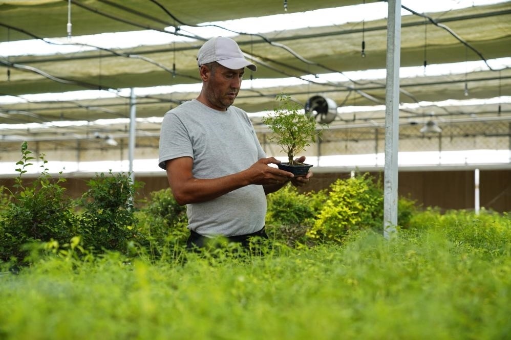 7月28日，在烏茲別克斯坦錫爾河州的上合組織農(nóng)業(yè)基地中烏現(xiàn)代農(nóng)業(yè)科技示范園，工作人員檢查盆栽植物。新華社發(fā)（扎法爾攝）
