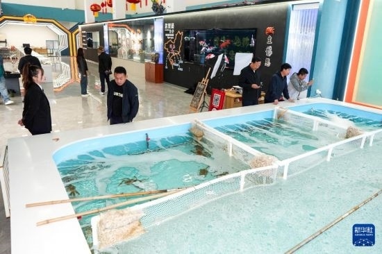 9月20日，游客在吉林省琿春市的帝王蟹保稅店內(nèi)選購帝王蟹。新華社記者 許暢 攝