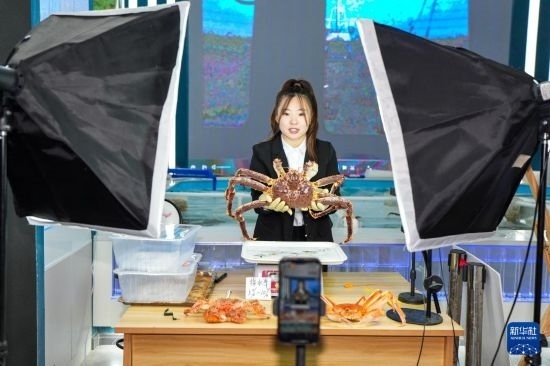 9月20日，在吉林省琿春市的帝王蟹保稅店內(nèi)，工作人員進行網(wǎng)絡直播售賣帝王蟹。新華社記者 許暢 攝