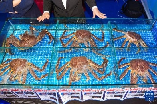 這是9月19日拍攝的吉林省琿春市一商家所售賣的帝王蟹。新華社記者 許暢 攝