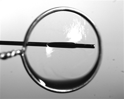 液膜被銅針穿透時(shí)仍能保持不破裂。 受訪者供圖