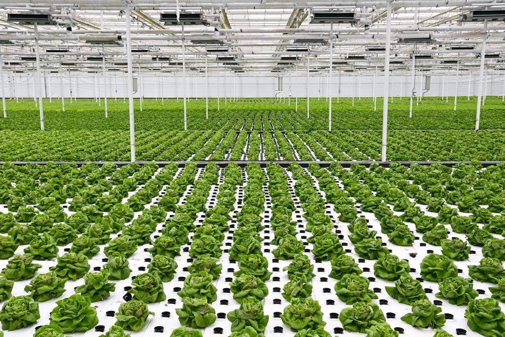 10月26日，楊凌智慧農(nóng)業(yè)示范園智慧溫室內(nèi)通過無土栽培技術種植的蔬菜。新華社記者 鄒競一 攝