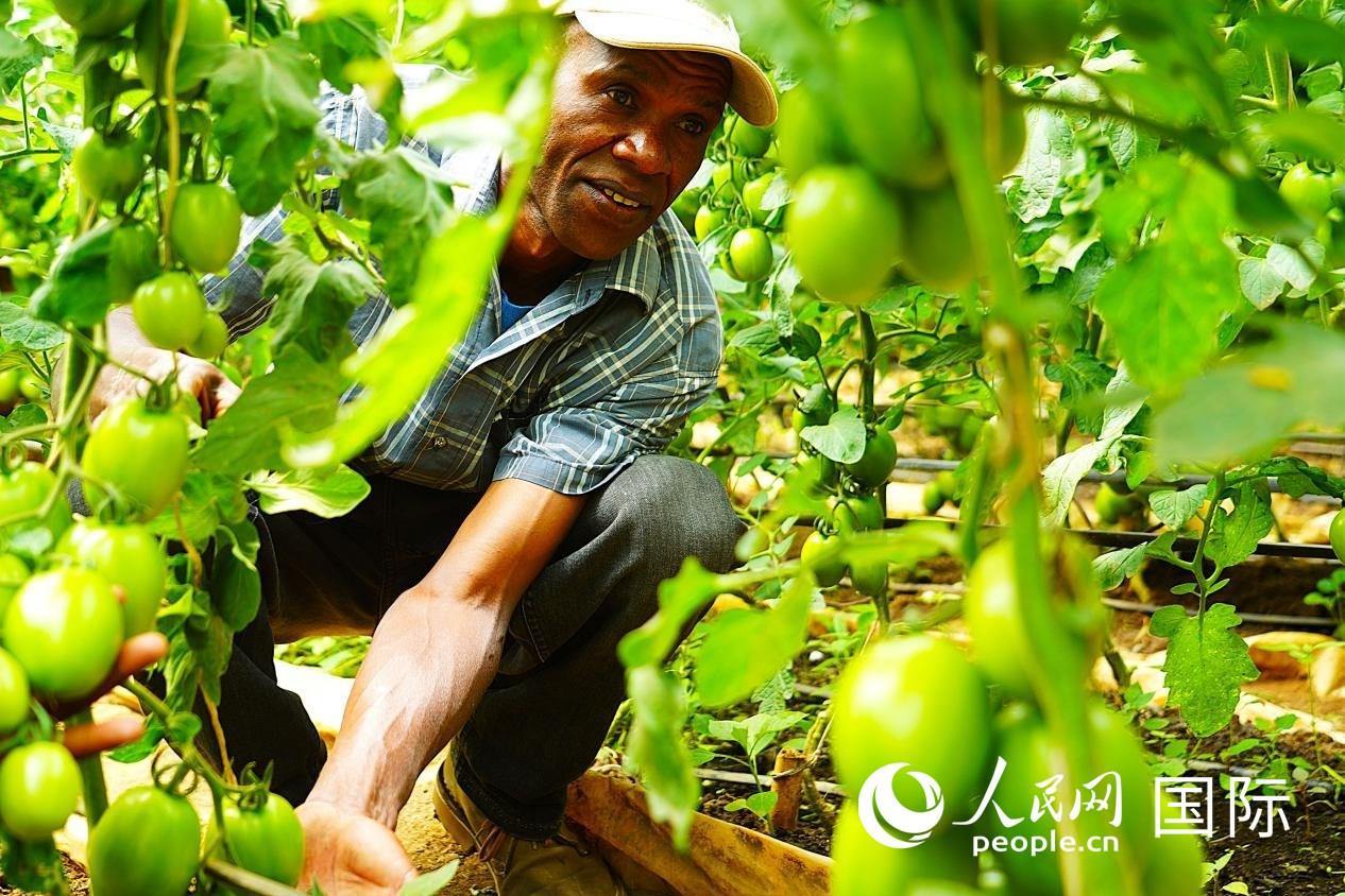 肯尼亞納庫(kù)魯郡，當(dāng)?shù)剞r(nóng)民喬納·卡蘭賈家的溫室大棚里，番茄長(zhǎng)勢(shì)喜人。人民網(wǎng)記者 黃煒鑫攝