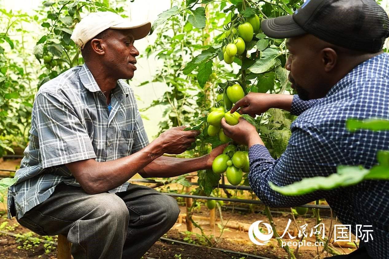 肯尼亞納庫(kù)魯郡，埃格頓大學(xué)園藝學(xué)專家史蒂芬·吉藤古在溫室大棚里指導(dǎo)當(dāng)?shù)剞r(nóng)民喬納·卡蘭賈種植番茄。人民網(wǎng)記者 黃煒鑫攝