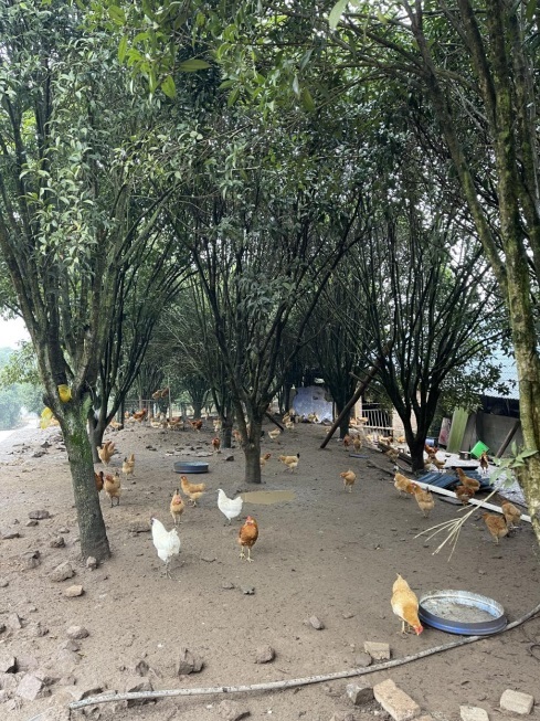 桂花林里的桂飛雞。劉軍國(guó)攝