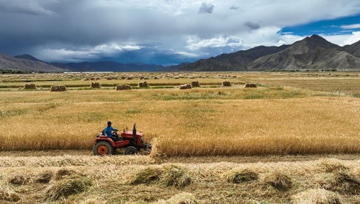 2024年9月10日在西藏日喀則市白朗縣巴扎鄉(xiāng)拍攝的秋收?qǐng)鼍埃o(wú)人機(jī)照片）。新華社記者 晉美多吉 攝
