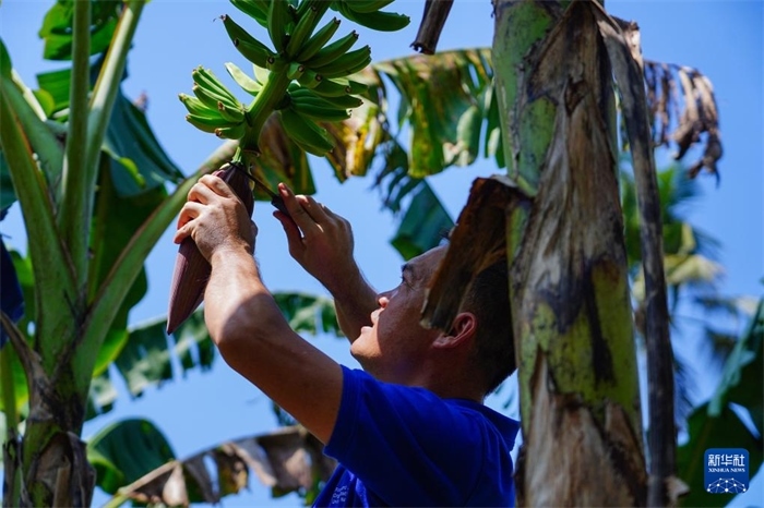 12月23日，中國(guó)熱帶農(nóng)業(yè)科學(xué)院專(zhuān)家趙增賢在斯里蘭卡馬坎杜拉為當(dāng)?shù)剞r(nóng)戶(hù)做技術(shù)示范。新華社記者 陳冬書(shū) 攝