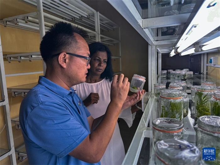 12月23日，在斯里蘭卡馬坎杜拉，中國(guó)專(zhuān)家與斯里蘭卡馬坎杜拉可持續(xù)農(nóng)業(yè)與發(fā)展研究中心主任達(dá)莎妮·賈亞曼納交流。新華社發(fā)（中國(guó)、聯(lián)合國(guó)糧農(nóng)組織與斯里蘭卡南南合作項(xiàng)目專(zhuān)家組供圖）