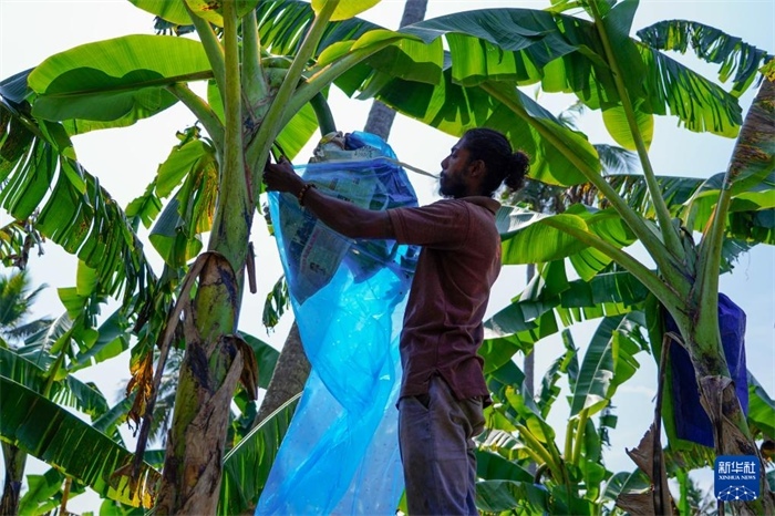 12月23日，在斯里蘭卡馬坎杜拉，農(nóng)民在香蕉試驗(yàn)田里學(xué)習(xí)套袋技術(shù)。新華社記者 陳冬書(shū) 攝