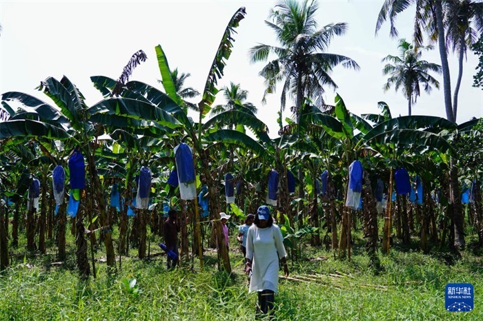 12月23日，在斯里蘭卡馬坎杜拉，農(nóng)民走過(guò)中國(guó)技術(shù)試驗(yàn)田香蕉田。新華社記者 陳冬書(shū) 攝
