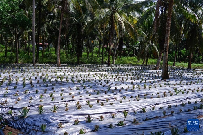 這是12月23日在斯里蘭卡馬坎杜拉拍攝的農(nóng)民里尚·普爾納的菠蘿田。新華社記者 陳冬書(shū) 攝