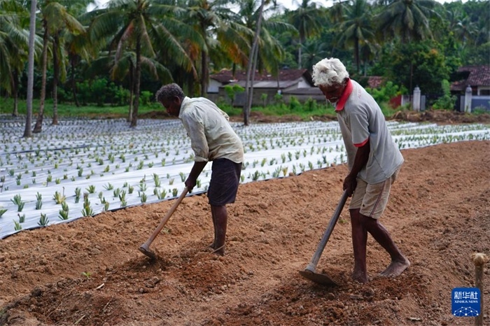 12月23日，斯里蘭卡馬坎杜拉的農(nóng)民在菠蘿田地里勞作。新華社記者 陳冬書(shū) 攝