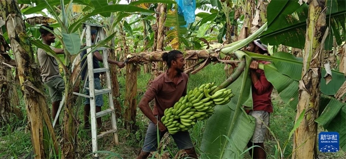 12月28日，在斯里蘭卡馬坎杜拉，當(dāng)?shù)剞r(nóng)民收獲香蕉。新華社發(fā)（中國(guó)、聯(lián)合國(guó)糧農(nóng)組織與斯里蘭卡南南合作項(xiàng)目專(zhuān)家組供圖）