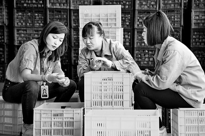 為拓展柿子產(chǎn)業(yè)發(fā)展新途徑，在陜西富平淡村鎮(zhèn)，歸國留學(xué)生王薇參與創(chuàng)建了一座柿酒酒莊。新華社發(fā)