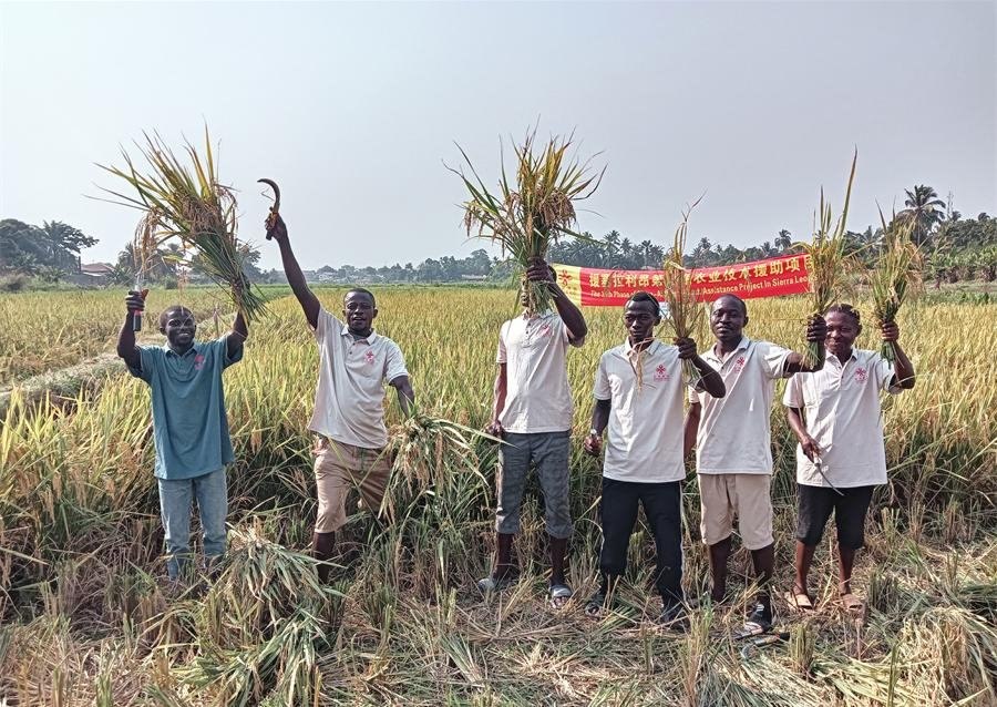 當(dāng)?shù)卮迕裾故窘衲甑乃痉N植成果。中國(guó)援塞農(nóng)業(yè)專(zhuān)家組供圖