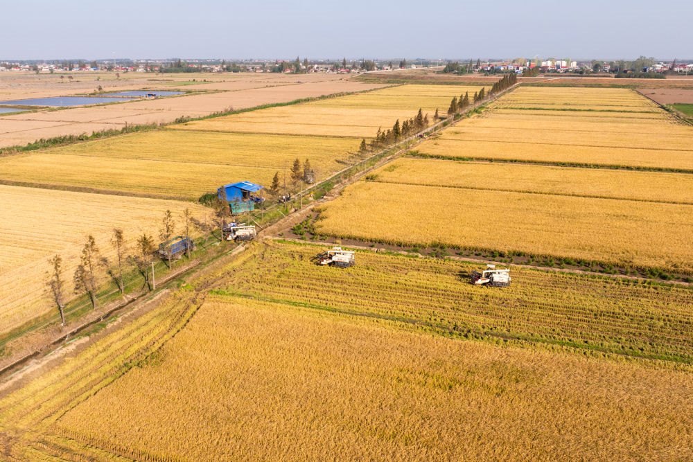 2024年11月1日，在湖南華容縣團洲垸，村民駕駛收割機收獲水稻（無人機照片）。新華社記者陳思汗 攝