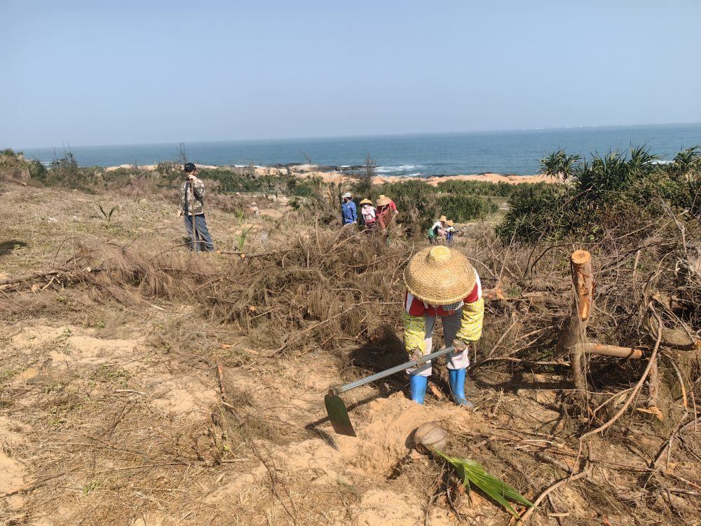 2025年1月19日，在海南文昌市，工人正在修復(fù)海岸防風(fēng)林。新華社記者吳茂輝 攝