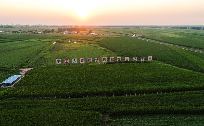 2020年7月23日拍攝的吉林省梨樹(shù)縣國(guó)家百萬(wàn)畝綠色食品原料（玉米）標(biāo)準(zhǔn)化生產(chǎn)基地核心示范區(qū)（無(wú)人機(jī)照片）。新華社記者 許暢 攝