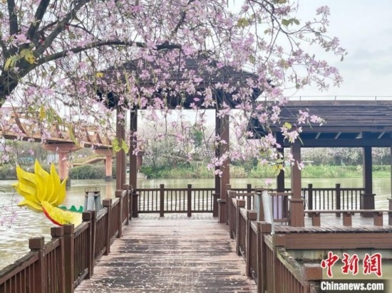 3月7日，廣州海珠國家濕地公園宮粉紫荊花海吸引游人。中新社記者 許青青 攝